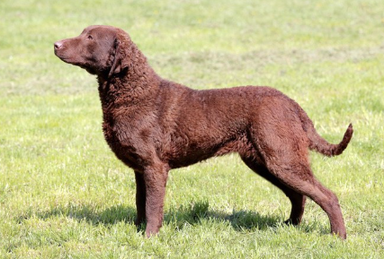 초원에 선 체사피크 베이 리트리버.