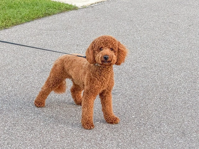 조기폐차지원금 제도 자주 묻는 질문과 대답 정리