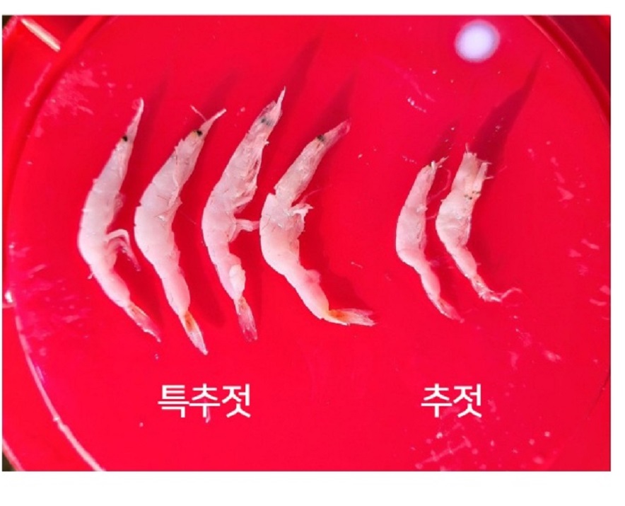 한국인의밥상-강화군-새우젓-주문-택배