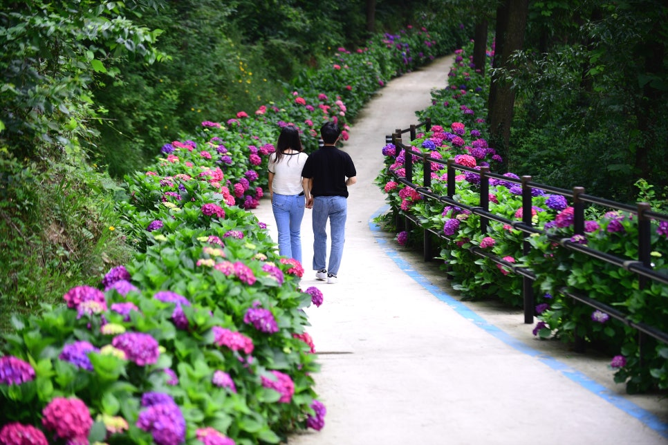 느러지전망대 수국길