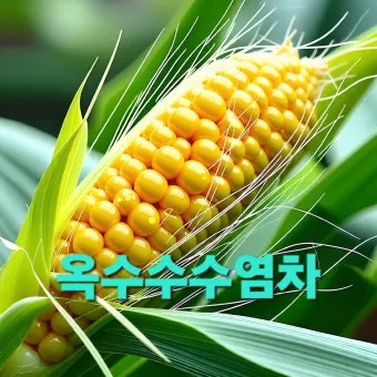 옥수수 효능과 옥수수 삶는 방법 전자렌지 초당옥수수 찰옥수수 차이 비교 자료_3