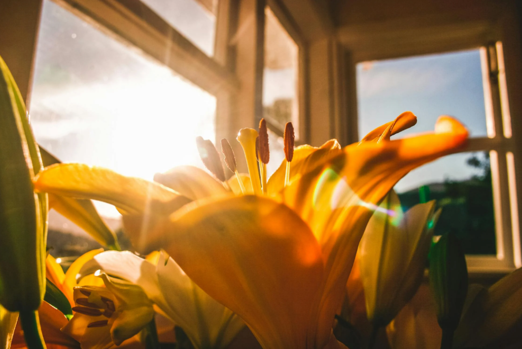 태양의 햇빛 관련 사진