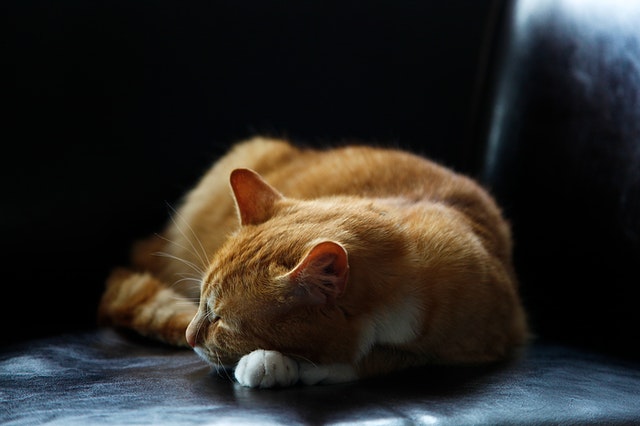 타트체리 효능과 부작용 알고 먹자