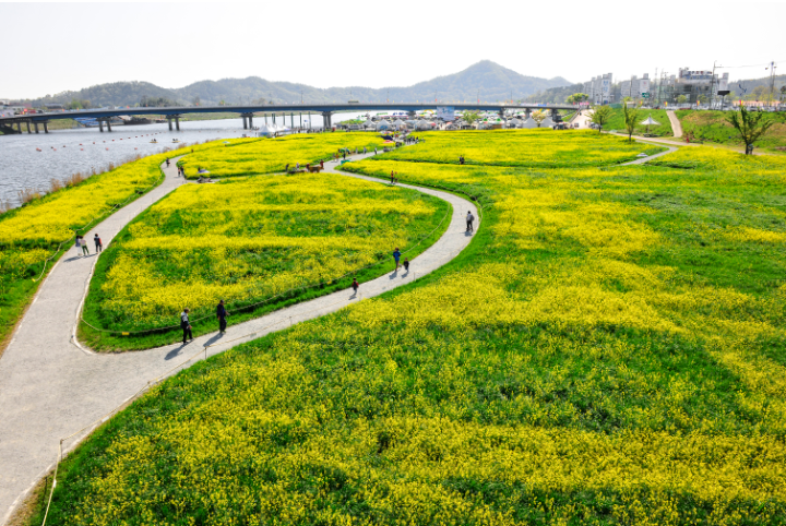 영산포 홍어축제