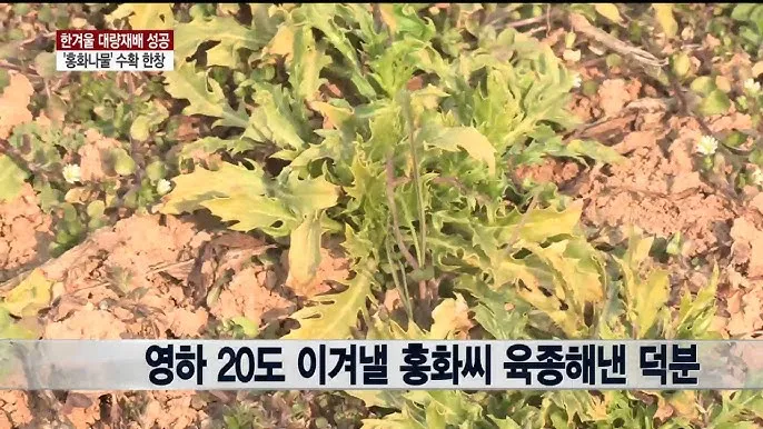 홍화 재배 건조 기후 적합 파종 요령 채종 관리_8