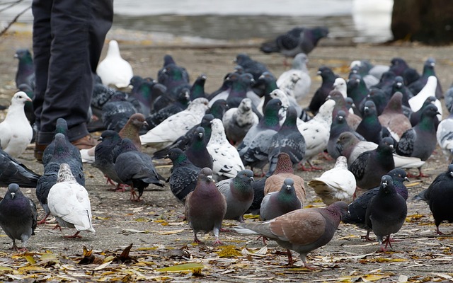조류인플루엔자