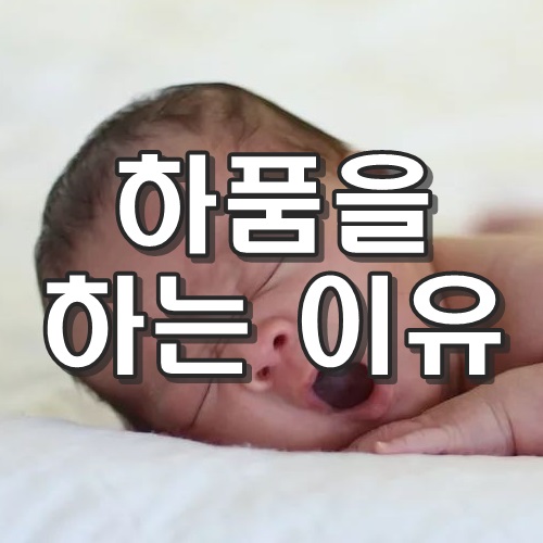 하품을-하는-이유-썸네일