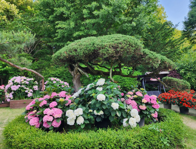 율봄식물원 수국 개화 시작! 광주 근교 수국 명소 완전 정복(개화시기, 입장료, 주차, 포토존 등)