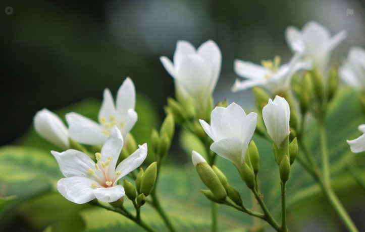 흰색오동꽂이미지