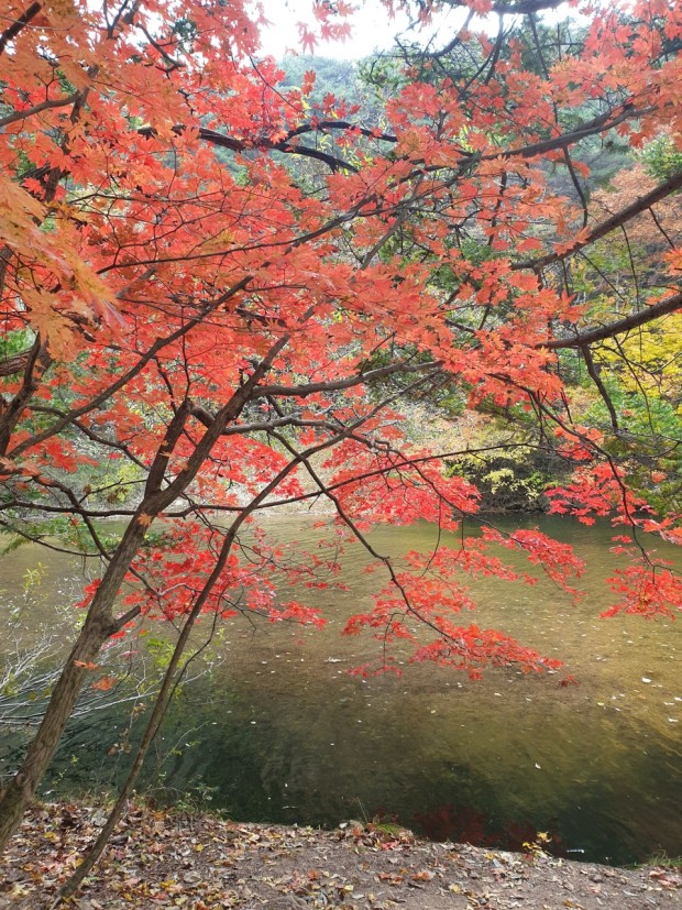 속리산 단풍시기