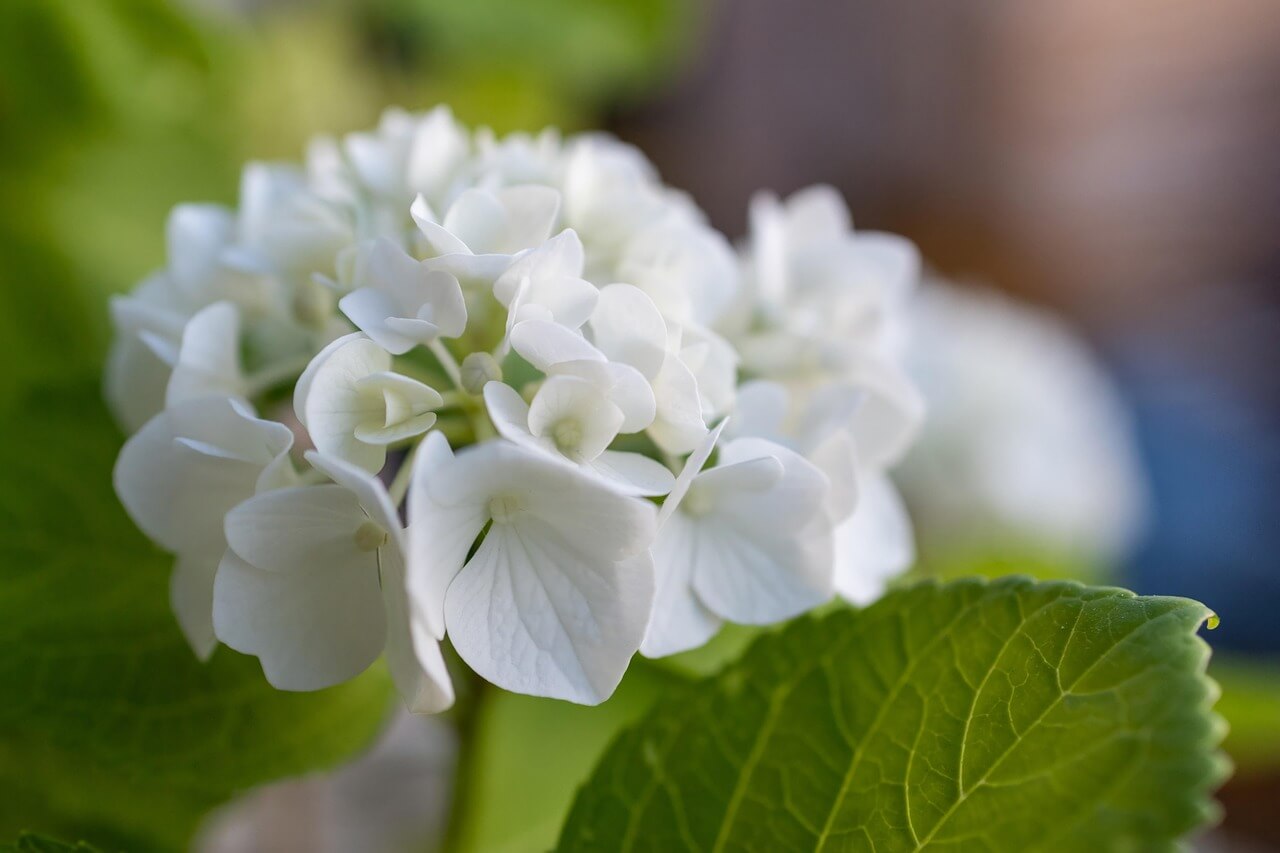 수국