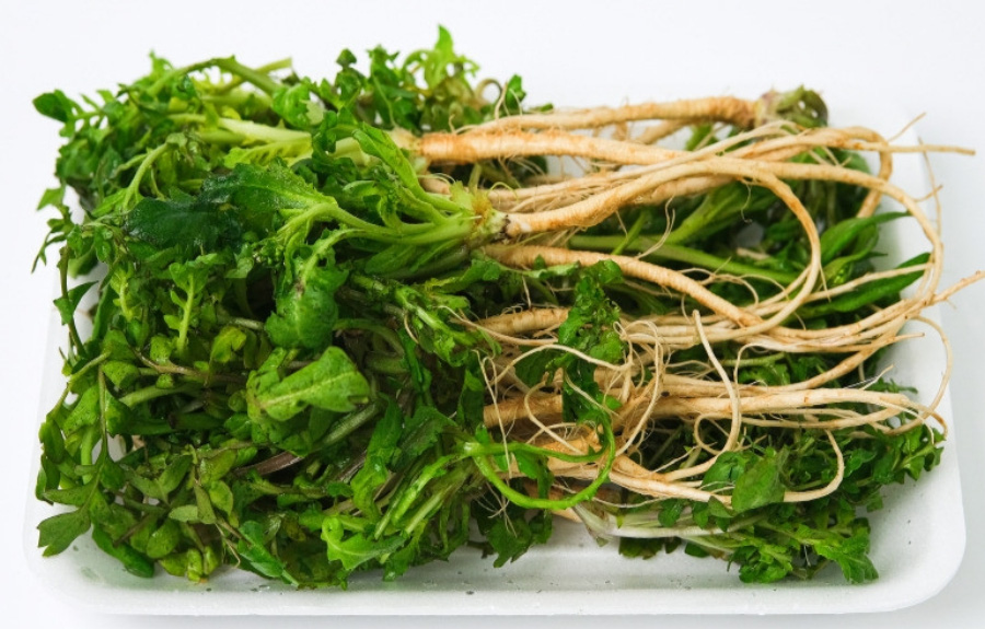 야생에서 채취를 한 냉이를 깨끗하게 세척한 것을 하얀 바닥 위에 하얗고 네모난 그릇에 가득 담아두고 찍은 사진