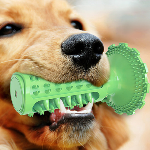 반려견치아관련 사진