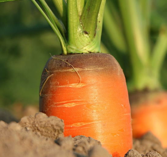 농작물 재해보험의 필요성과 대상품목