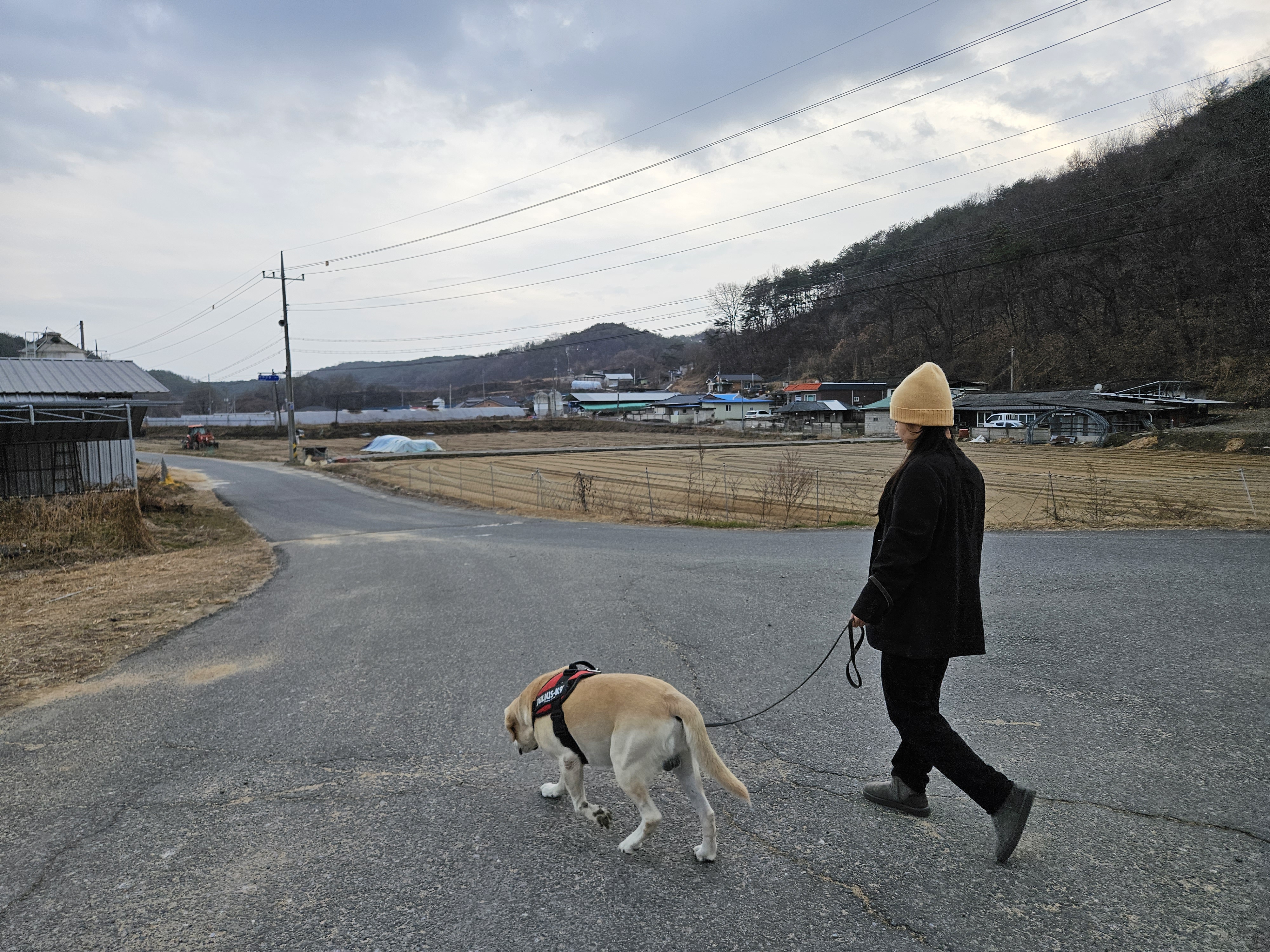 반려동물 산책 펫티켓, 위반 시 처벌과 신고 방법 완전 정리 관련 사진