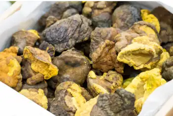 상황버섯 효능과 영양성분 복용시 주의점