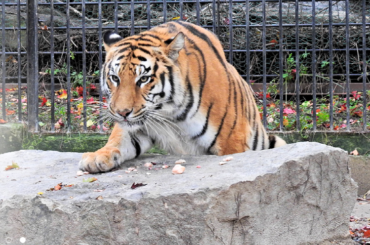 아침고요 동물원