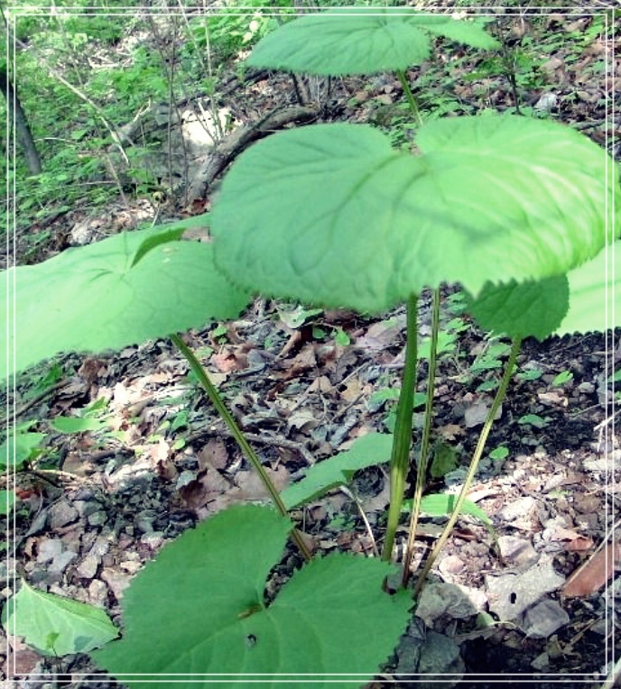곰취의 효능에 대한 모든 것