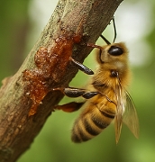 프로폴리스 효능
