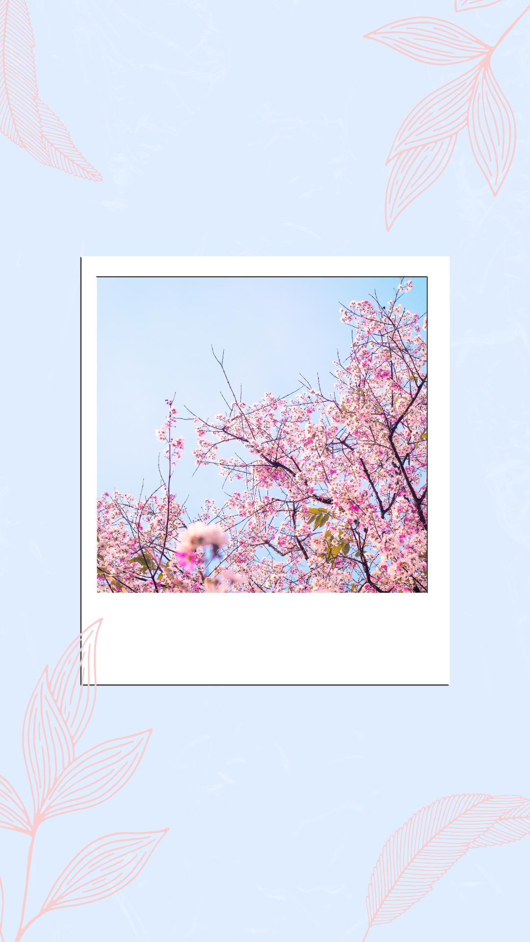 벚꽃 배경화면 이미지 그림 사진 모음집