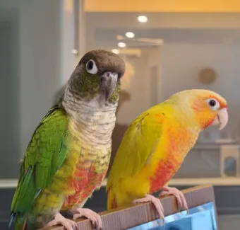 앵무새 분양 가격 키우기 분양 수명 먹이 성격 종류_11