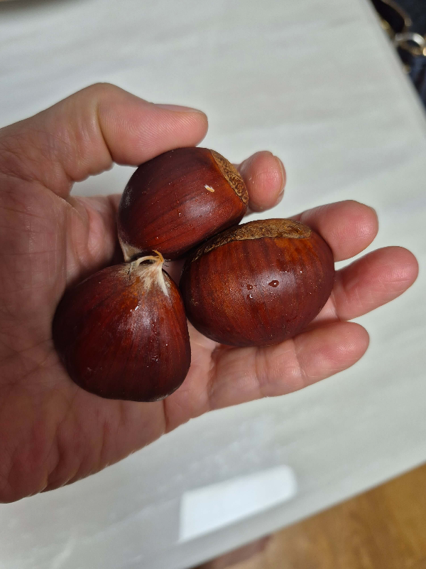 손에 밤을 담은 이미지 접 직접촬영