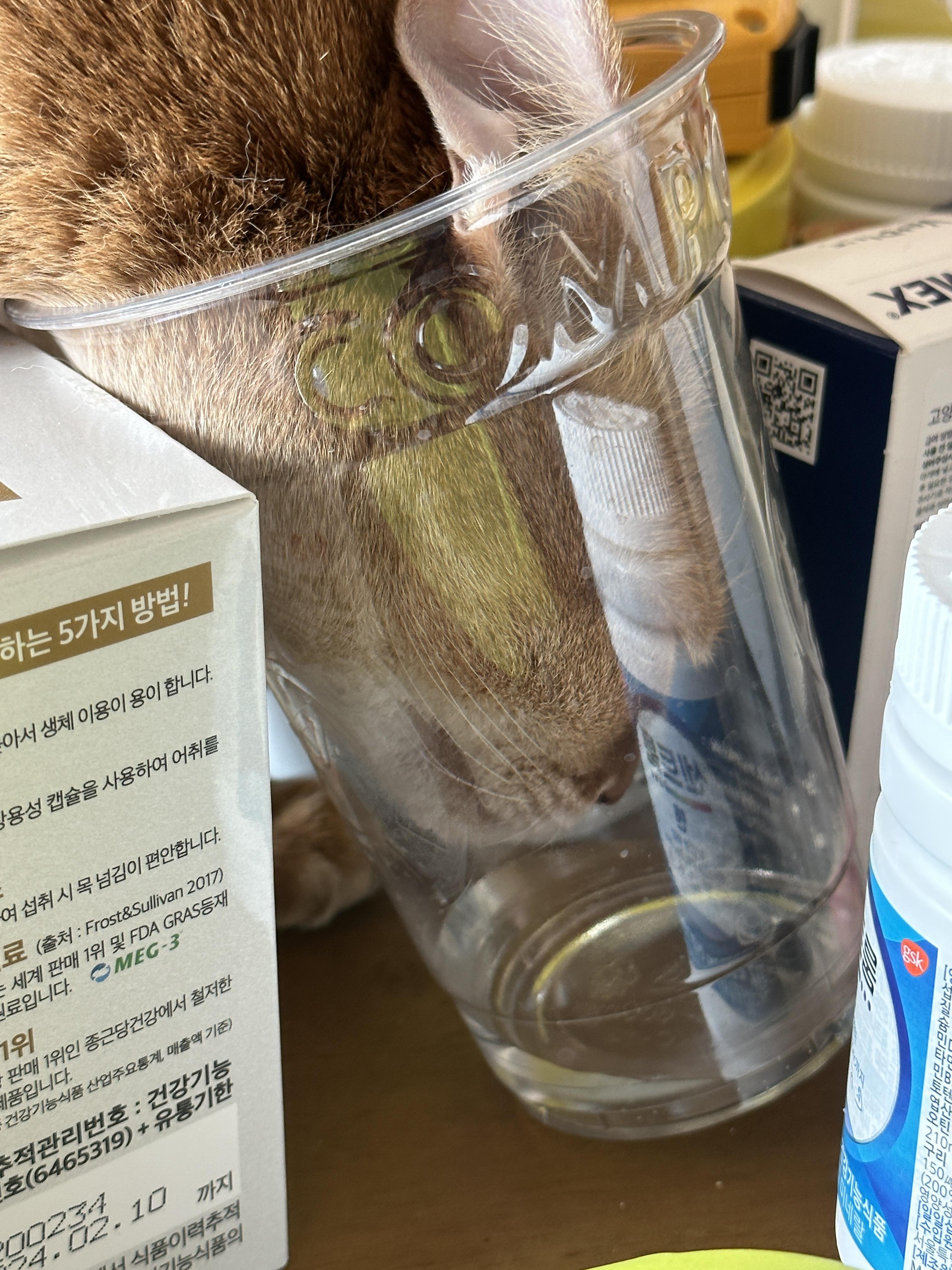 서열1위 아비시니안 루나 모음 (feat.호야)