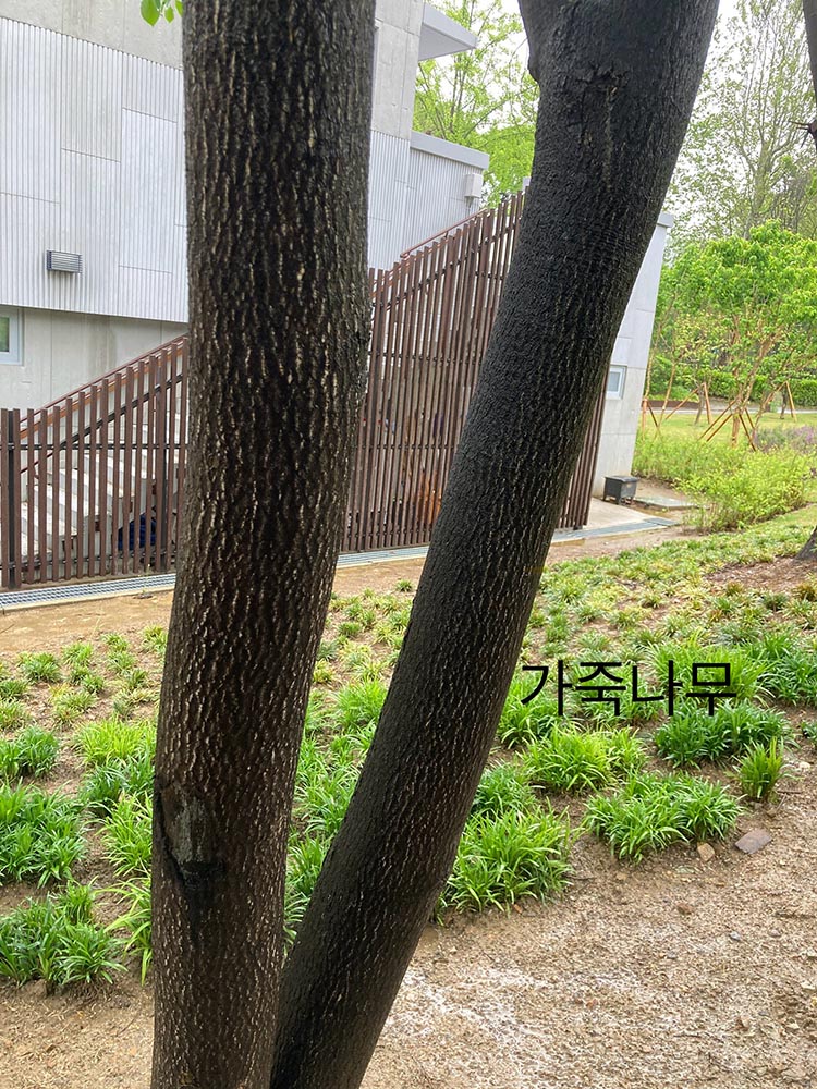가죽나무
