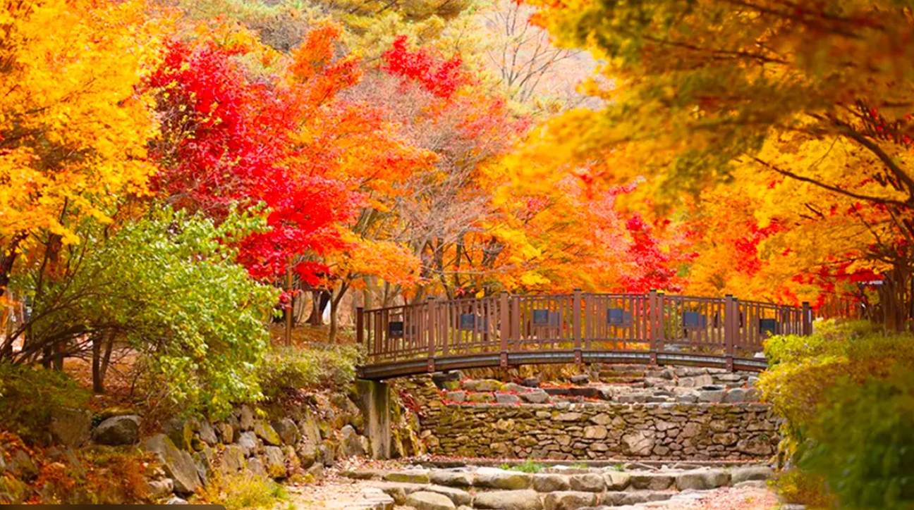 대전 상소동 산림욕장: 가을 단풍 &amp; 힐링 명소 가이드
