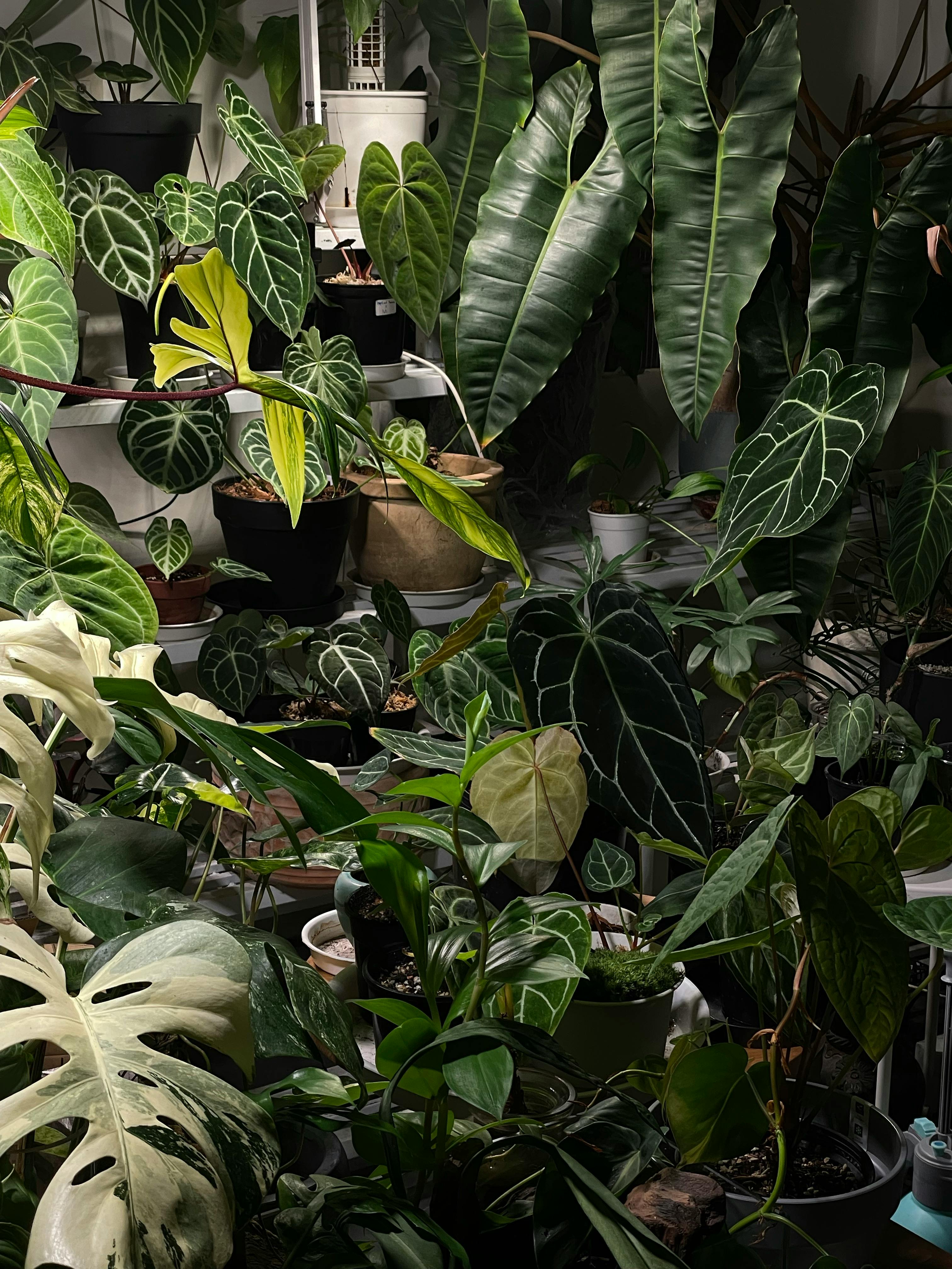 여러가지 필로덴드론 모음 사진