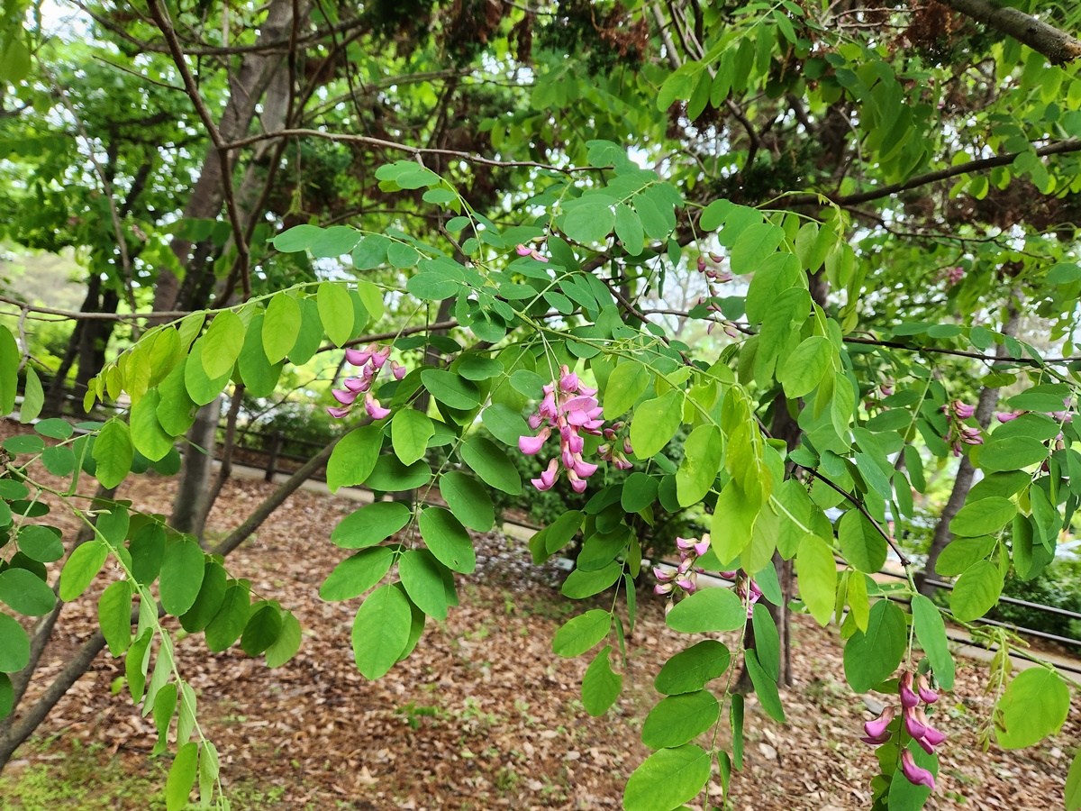 붉은아까시나무