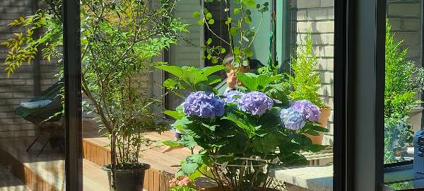 중정에 수국과 남천 등 나무를 몇 그루 모습