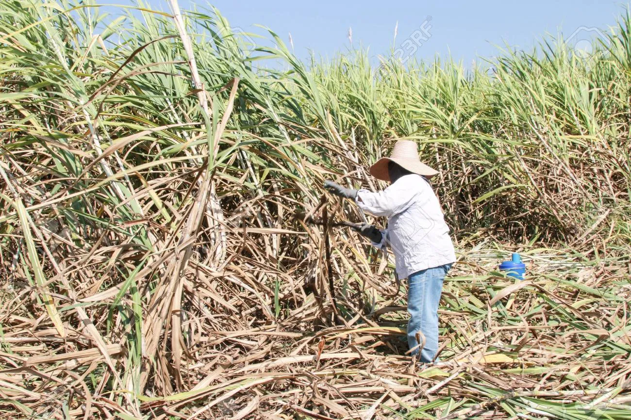 수수 재배 이삭 관리 쓰러짐 방지 건조 수확_5