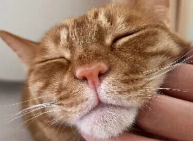 고양이 올바르게 어루만지는 법을 알아보자!