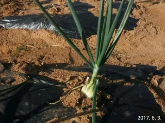 양파 재배 요령 정식 웃거름 도복 수확 건조 포인트_23