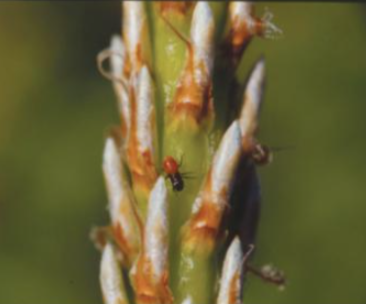 솔거품벌레(소나무거품벌레)