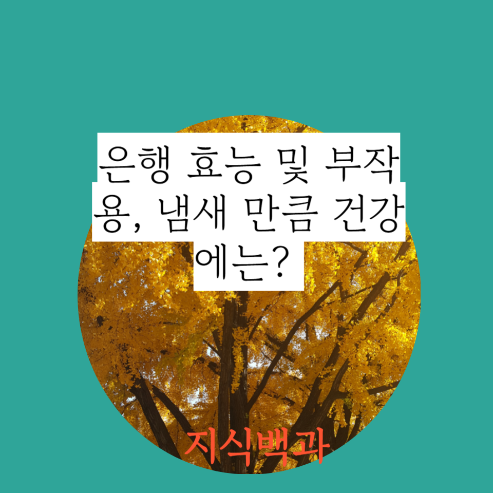 은행 효능 및 부작용, 냄새 만큼 건강에는?