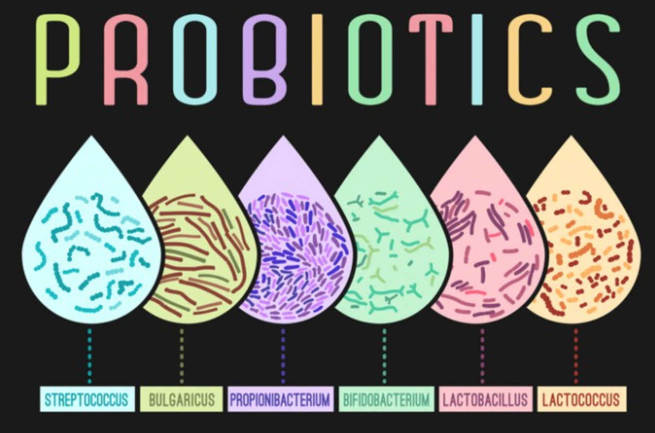 그림으로 시각화한 프로바이오틱스