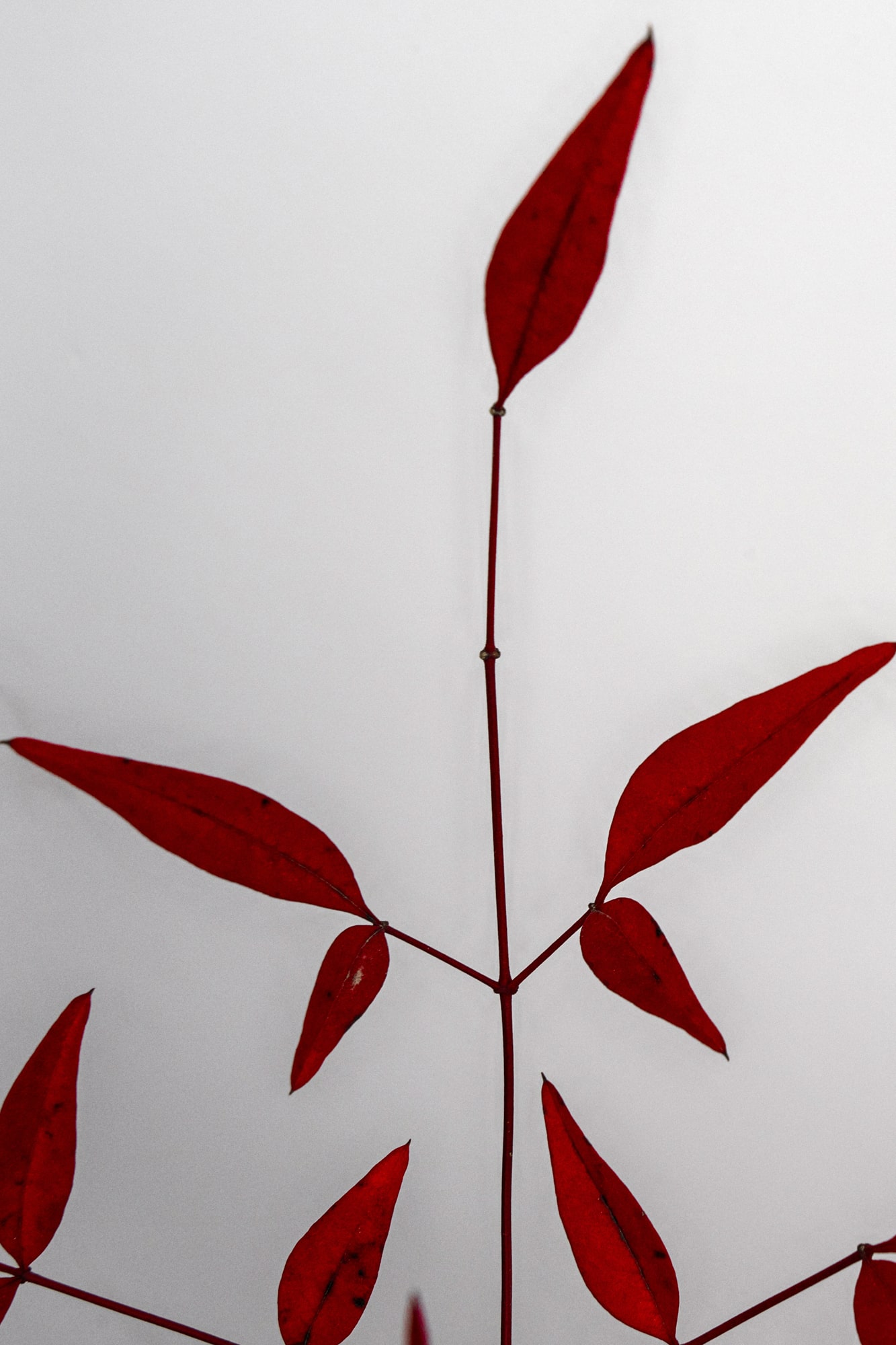 Alpha 1으로 촬영한 붉은 나뭇잎, 김중만