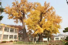 충남 은행나무 길