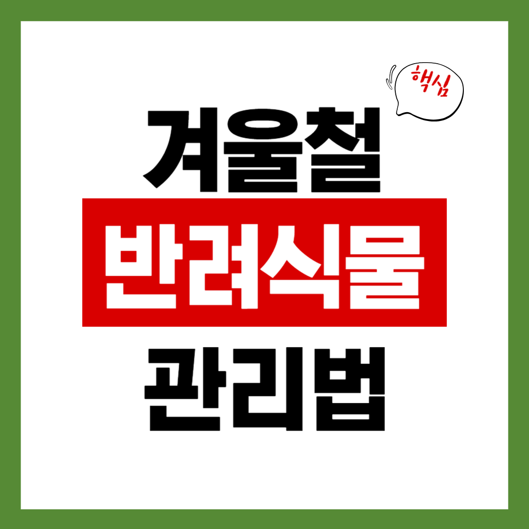 겨울철 반려식물 죽이지 않는 관리법 8가지 (초보용)
