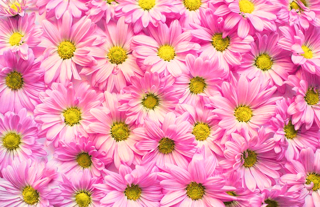 분홍색 국화꽃들이 한가득 모여서 있다. 꽃수술은 노란색이다.