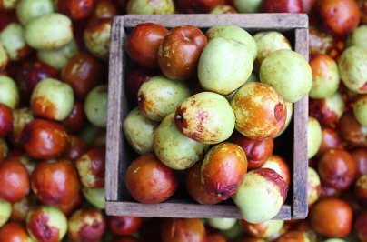 사과 대추 효능과 사과 대추 수확 시기