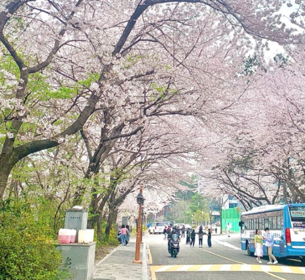 부산대학교 벚꽃