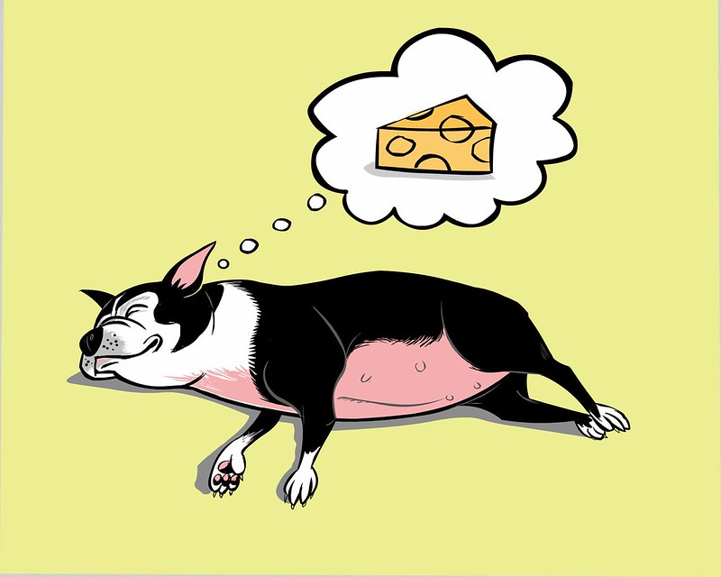 꿈 꾸는 강아지 이미지