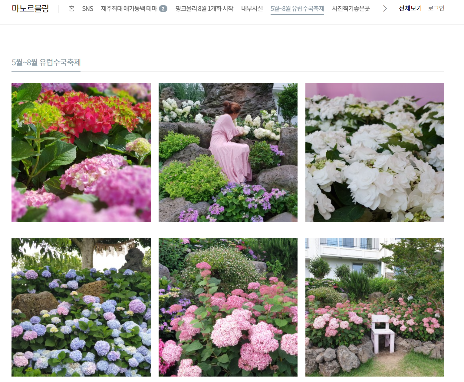 전국 수국축제 일정