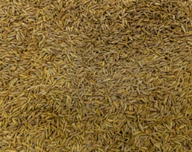 카무트 효소 효능 및 먹는법 총정리