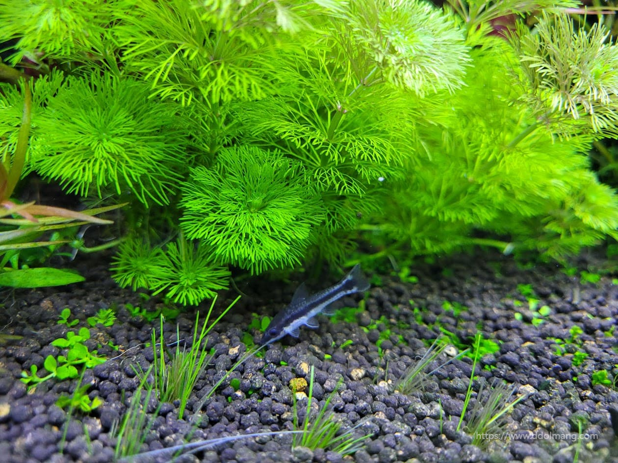 암브리아 옆 하스타투스