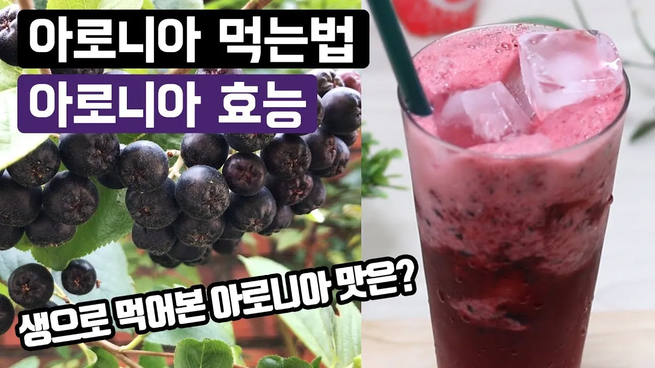 아로니아 먹는 가장 좋은 방법과 생 냉동 분말 활용 팁_7