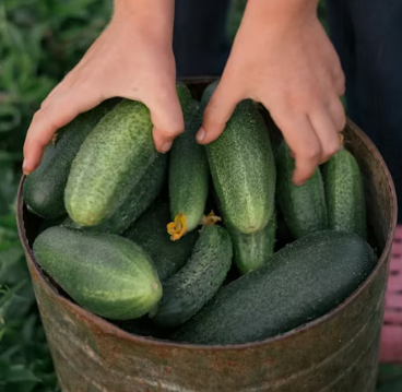 오이 효능 부작용 고르는법 칼로리